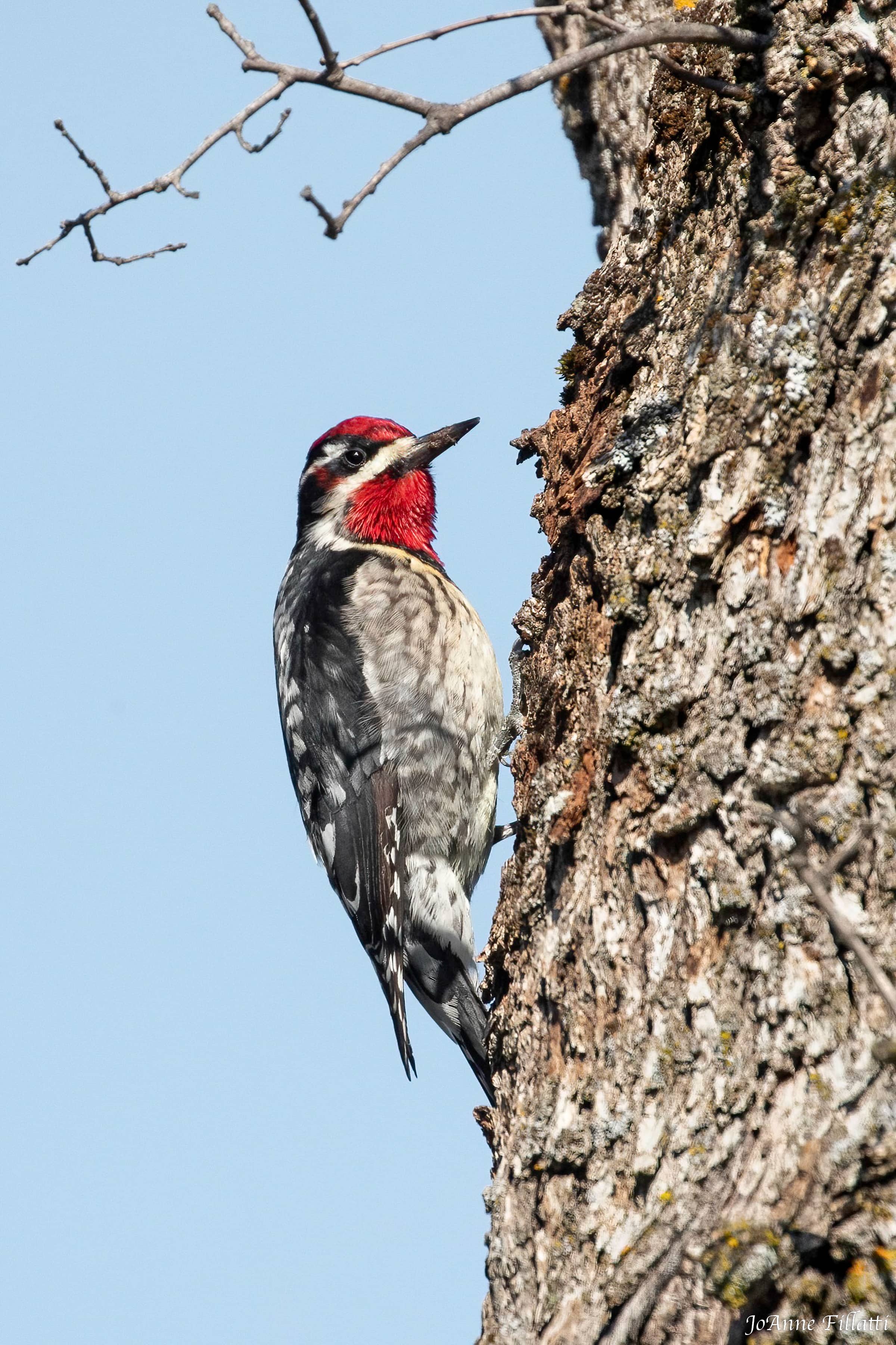 bird of California image 6